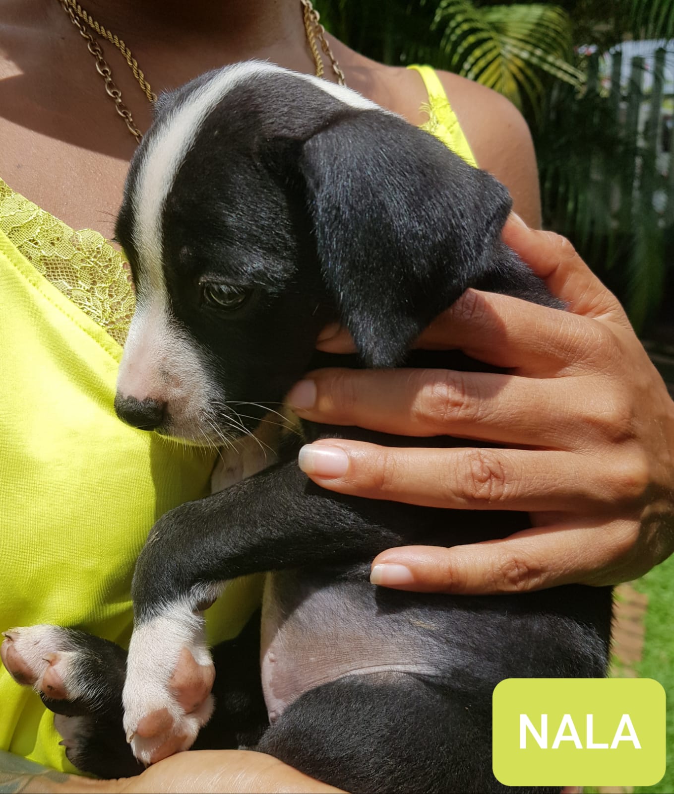 Chiens à adopter